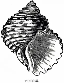 Turban Prints: An engraving depicting a Turbo
