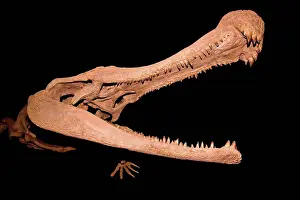 Afrasia Prints: Enormous fossil cranium of Sarcosuchus Niger