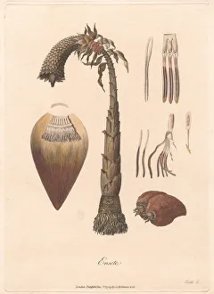 1730 1794 Prints: Ensete 1789 James Heath 1757-1834 British James Bruce