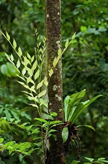Tropical Prints: Epiphytes growing on a tree in the rainforest at the Maranon River in the Peruvian Amazon River basin near Iquitos