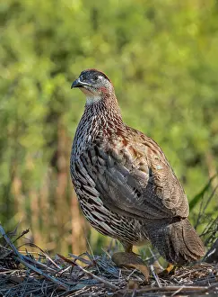 Trails Prints: Erckel's Francolin; Kipuka Pualu Trail
