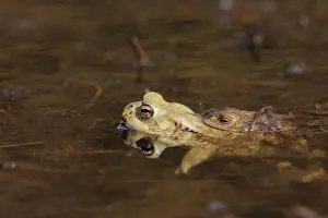 Hessia Prints: Erdkroete Bufo bufo Erdkröte, Bufo bufo
