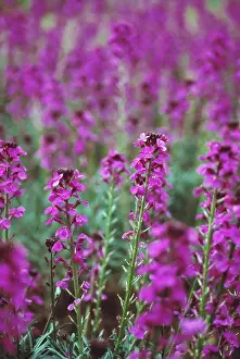 Large Group Prints: Erysimum Bowles Mauve, Wallflower, Perennial wallflower, Purple subject