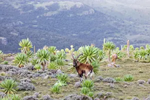 Ethiopia Prints: Ethiopia. Amhara. North Gondar. Walia Ibex among giant lobelia in the Ethiopian highlands