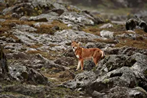 Ethiopia Prints: Ethiopian Wolf (Canis simensis) adult
