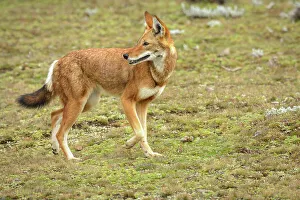 Peaceful Scene Prints: Ethiopian wolf (Canis simensis) also know as Abyssinian wolf