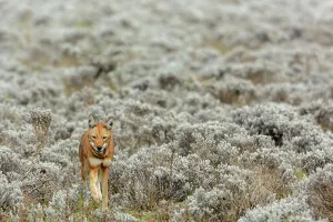 Peaceful Scene Prints: Ethiopian wolf (Canis simensis) also know as Abyssinian wolf