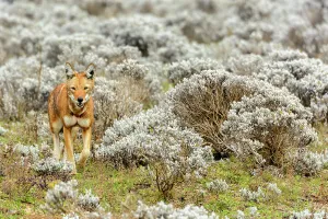 Peaceful Scene Prints: Ethiopian wolf (Canis simensis) also know as Abyssinian wolf