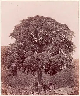 Edward Prints: Étude d'arbre 1850-53 Edward King Tenison Irish. Étude d'arbre 269064