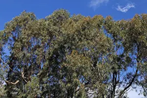 Woody Plant Prints: Eucalyptus Riviera France