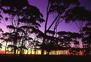 Atmospheric Light Prints: Eucalyptus trees, sunset, dusk