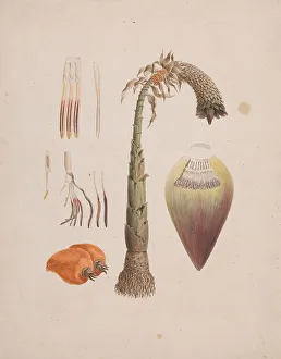Cream Laid Paper Prints: Euphorbia Abyssinica J.F Gmel. Ethiopian Tree-Spurge