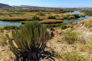 Euphorbia sp andOrange River scene between Kakamaz and Keimoes