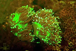 Anthozoans Prints: Euphyllia paraglabrescens, Torch Coral