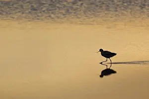 Wading Prints: Eurasian Avocet (Recurvirostra avocetta) adult