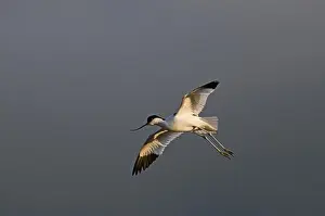 Weather Prints: Eurasian Avocet (Recurvirostra avocetta) adult