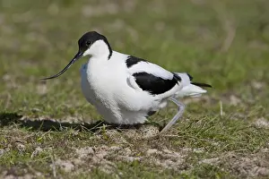 Coast Prints: Eurasian Avocet (Recurvirostra avocetta) adult