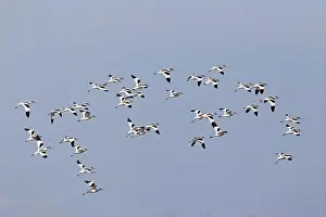 East Anglian Prints: Eurasian Avocet (Recurvirostra avocetta) adults, flock in flight, Norfolk, England, march