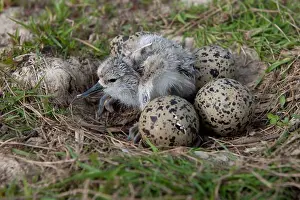 Eggs Prints: Eurasian Avocet (Recurvirostra avocetta) newly hatched hour-old chick and hatching eggs in nest