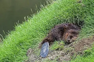 Entrances Prints: Eurasian beaver, European beaver (Castor fiber) sleeping at entrance of burrow in riverbank