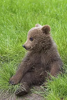 Brown Bear Prints: Eurasian brown bear (Ursus arctos arctos) cub sitting in grassland