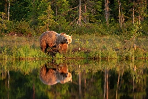 Finland Prints: Eurasian brown bear (Ursus arctos arctos) in evening sunlight