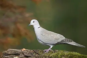 North Rhine Westphalia Prints: Eurasian collared dove (Streptopelia decaocto)