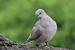 Benelux Prints: Eurasian collared dove (Streptopelia decaocto), Belgium, Europe