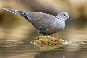 Doves Prints: Eurasian collared dove (Streptopelia decaocto) on a stone, wildlife, Germany, Europe