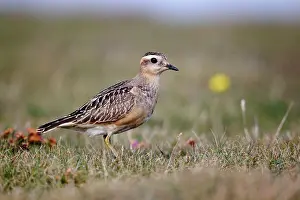 Maritime Prints: Eurasian Dotterel (Charadrius morinellus) juvenile
