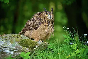 Czech Prints: Eurasian eagle-owl (Bubo bubo)
