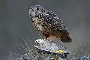 Looks Into The Camera Prints: Eurasian Eagle-Owl (Bubo bubo)