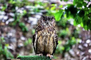 Exterior Photograph Prints: Eurasian eagle-owl (Bubo bubo)