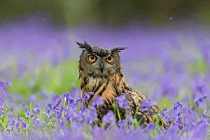Wildflowers Prints: Eurasian Eagle-owl (Bubo bubo) adult