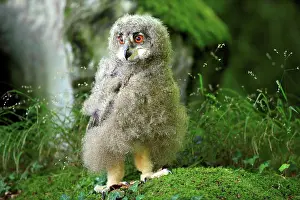Eurasian Eagle-owl (Bubo bubo) young, standing on moss, Germany