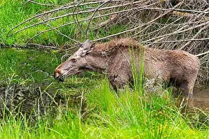 Swamp Prints: Eurasian elk (Alces alces) standing in a little swamp in early summer