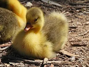 Birdwatching Prints: Eurasian Gosling Sitting with other Goslings