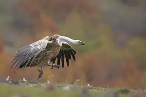 Hills Prints: Eurasian Griffon Vulture (Gyps fulvus) adult