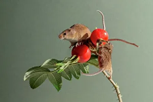 Micromys Prints: Eurasian harvest mice (Micromys minutus) on Japanese rosehips