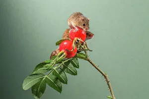 Ripe Prints: Eurasian harvest mice (Micromys minutus) on Japanese rosehips
