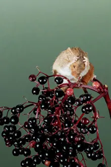 Micromys Prints: Eurasian harvest mouse (Micromys minutus) on Elderberry