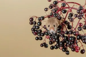 Eurasian harvest mouse (Micromys minutus) on Elderberry