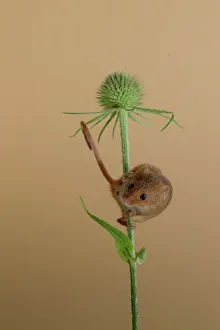 Seed Prints: Eurasian harvest mouse (Micromys minutus) on Nyjer seed head