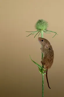 Seed Prints: Eurasian harvest mouse (Micromys minutus) on Nyjer seed head