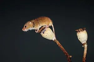 Seed Prints: Eurasian harvest mouse (Micromys minutus) on Poppy seed head