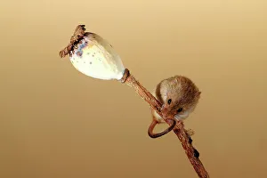 Seed Prints: Eurasian harvest mouse (Micromys minutus) on Poppy seed head