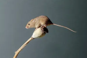 Seed Prints: Eurasian harvest mouse (Micromys minutus) on Poppy seed head