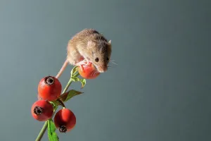 Eurasian harvest mouse (Micromys minutus) on rosehips