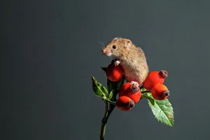 Eurasian harvest mouse (Micromys minutus) on rosehips