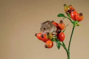 Eurasian harvest mouse (Micromys minutus) on wild rosehips
